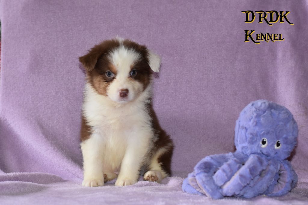 Du Royaume Des Khaleesis - Chiots disponibles - Berger Australien