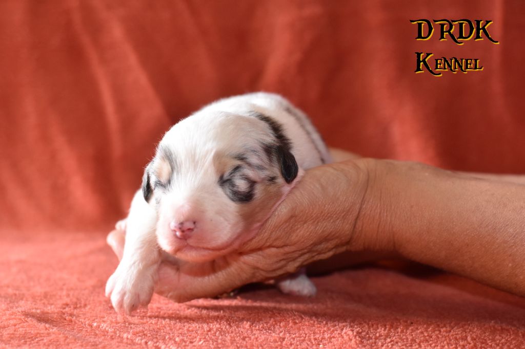 Du Royaume Des Khaleesis - Chiots disponibles - Berger Australien