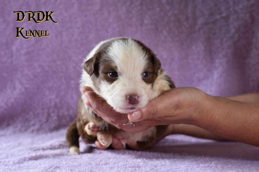 Du Royaume Des Khaleesis - Chiots disponibles - Berger Australien