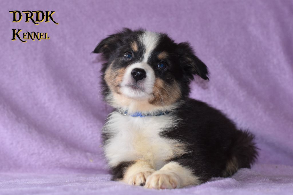 Du Royaume Des Khaleesis - Chiots disponibles - Berger Australien