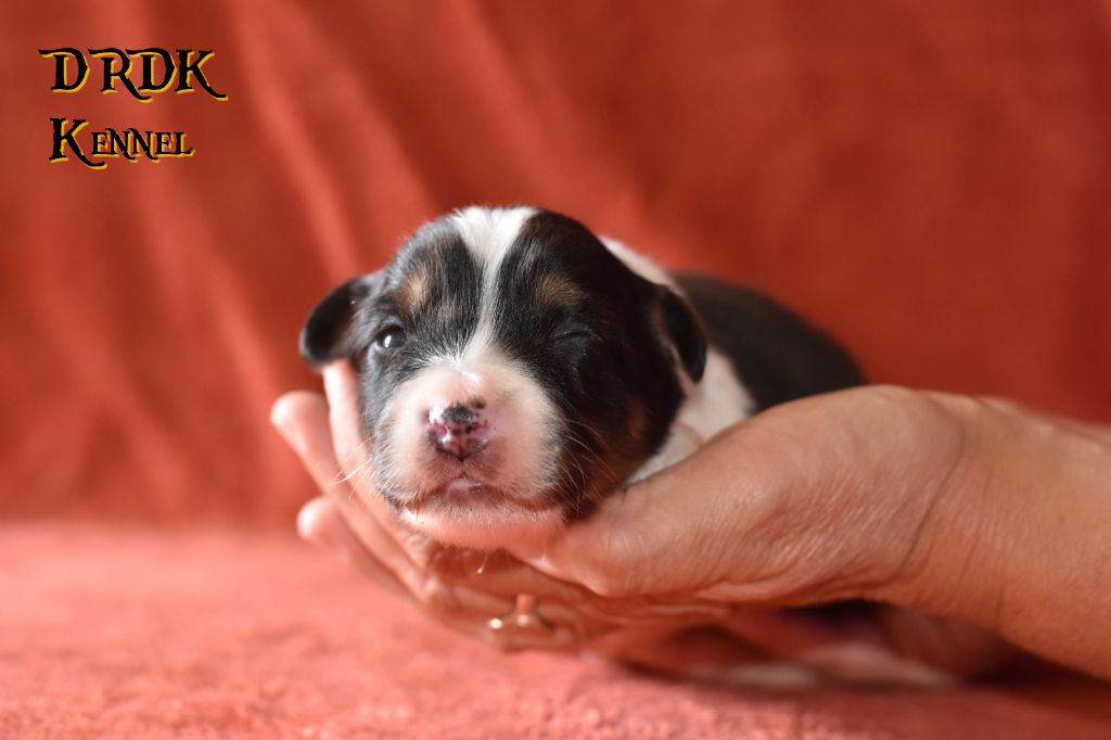 Du Royaume Des Khaleesis - Chiots disponibles - Berger Australien