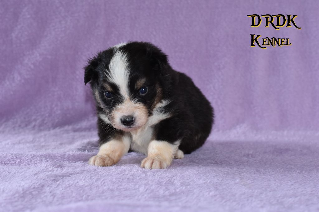 Du Royaume Des Khaleesis - Chiots disponibles - Berger Australien