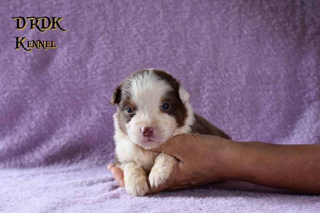 Du Royaume Des Khaleesis - Chiots disponibles - Berger Australien