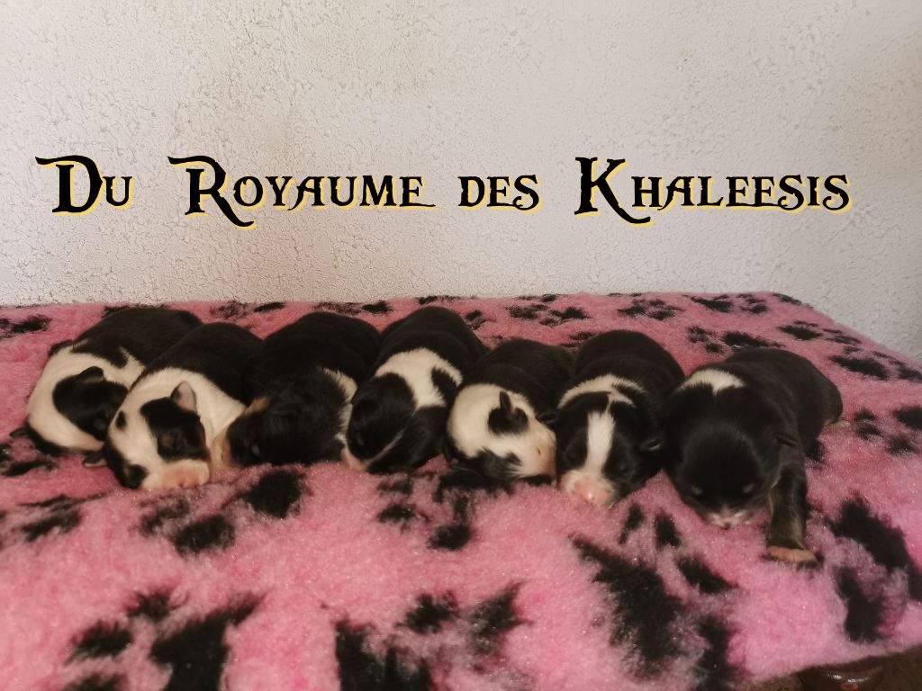 Du Royaume Des Khaleesis - Berger Australien - Portée née le 16/06/2020
