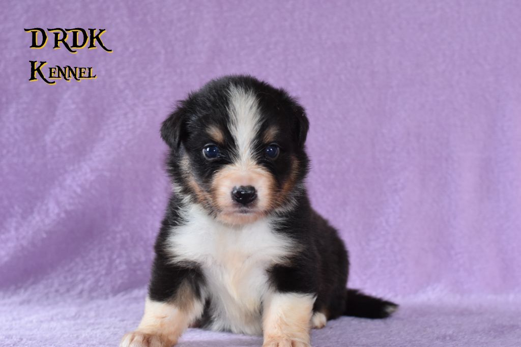 Du Royaume Des Khaleesis - Chiots disponibles - Berger Australien
