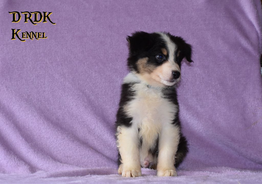 Du Royaume Des Khaleesis - Chiots disponibles - Berger Australien