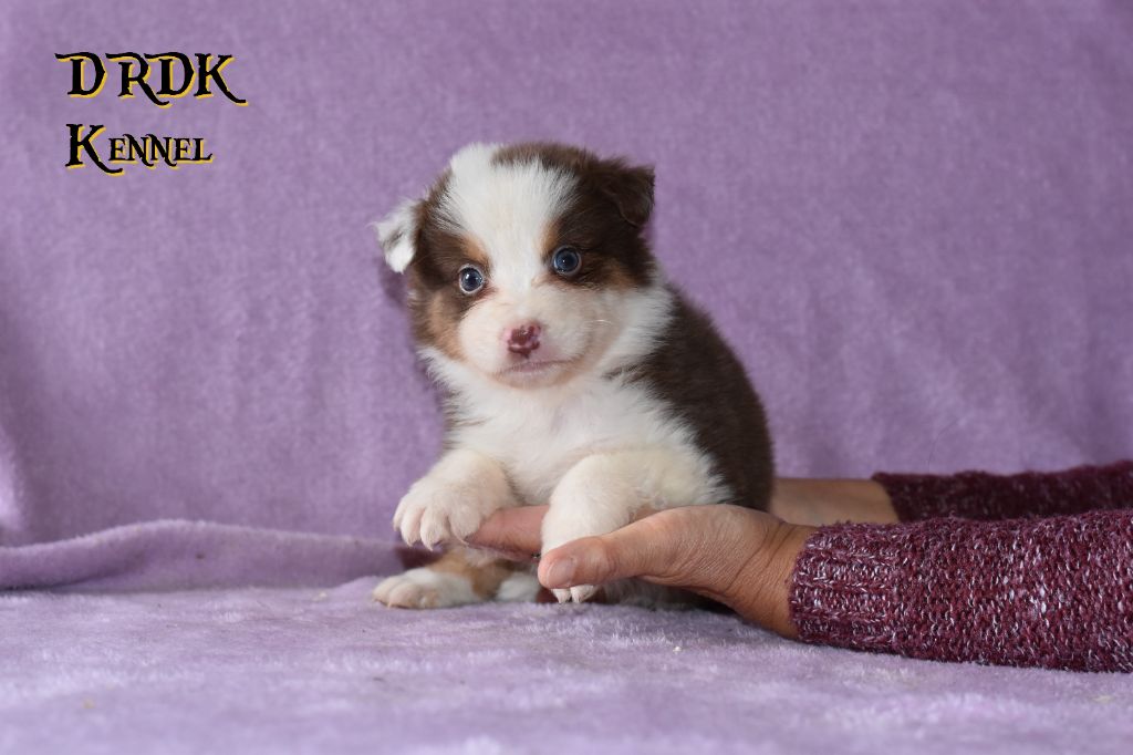Du Royaume Des Khaleesis - Chiots disponibles - Berger Australien