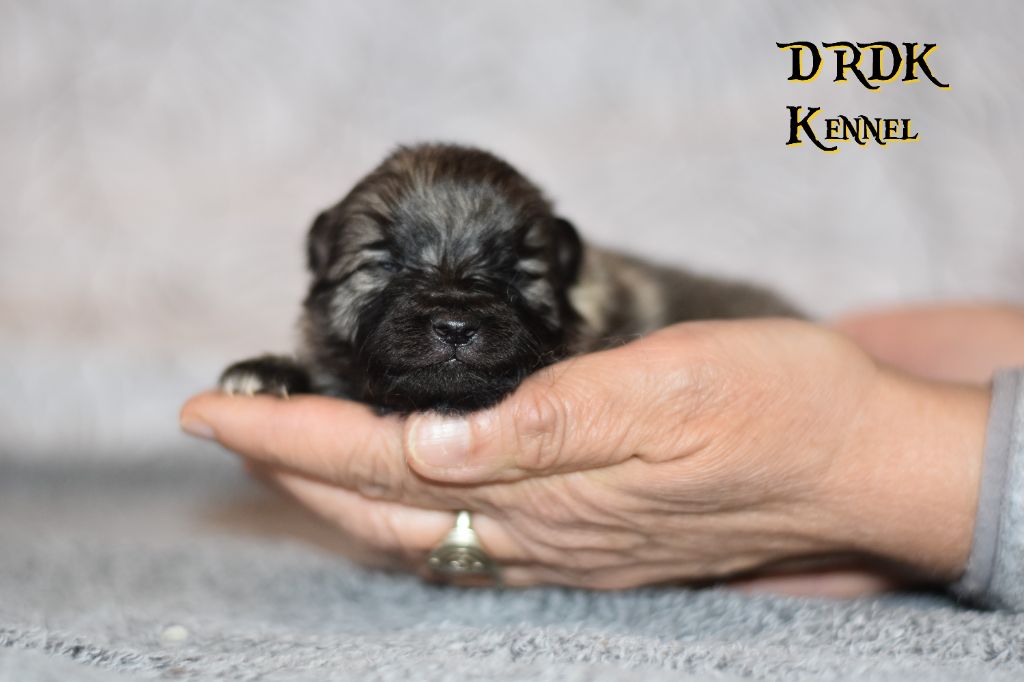 Du Royaume Des Khaleesis - Chiots disponibles - Spitz allemand