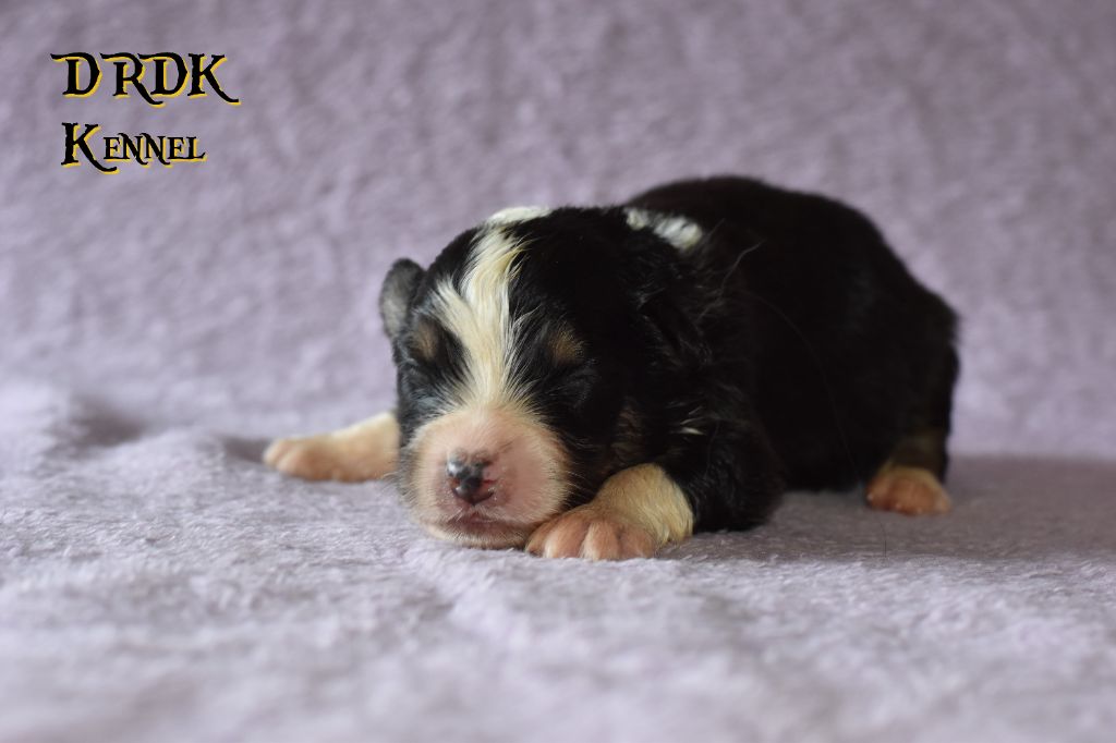 Du Royaume Des Khaleesis - Chiots disponibles - Berger Australien