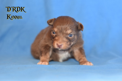 "RT" A... Du Royaume des Khaleesis