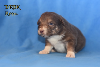 "RT" A... Du Royaume des Khaleesis