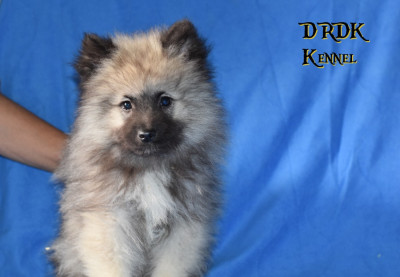 A... Du Royaume des Khaleesis