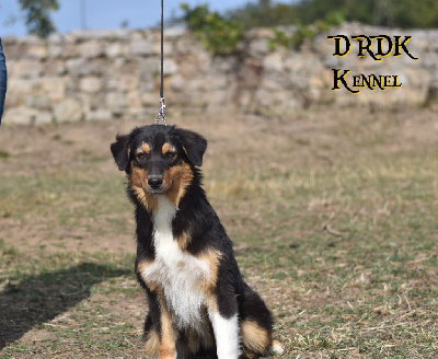 UNE FLECHE EN PLEIN COEUR DRDK dite RHAENYRA