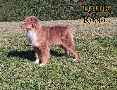 Royal Red Pearl du Royaume des Khaleesis