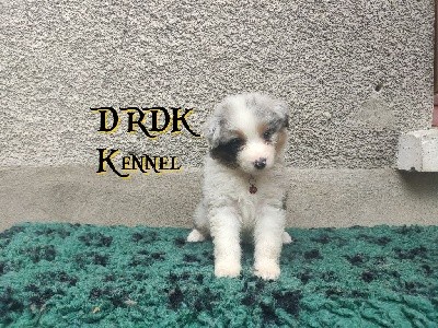 Saving All My Love For You DRDK