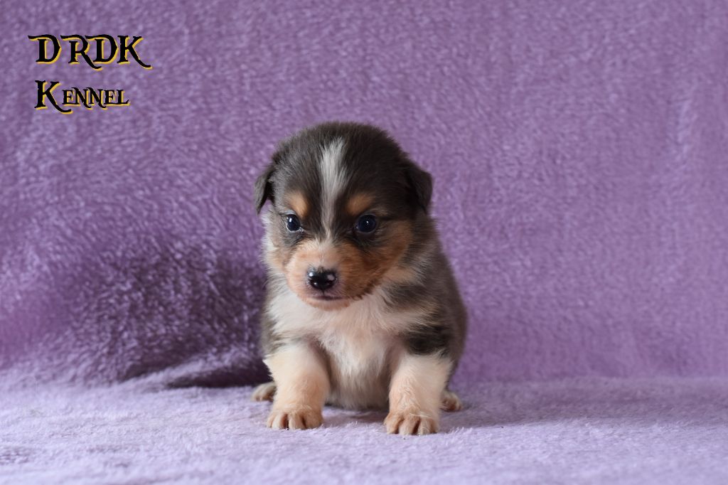 Du Royaume Des Khaleesis - Chiots disponibles - Berger Australien