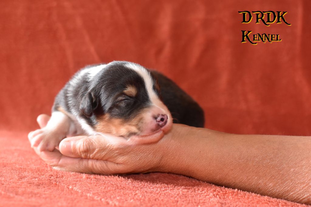 Du Royaume Des Khaleesis - Chiots disponibles - Berger Australien