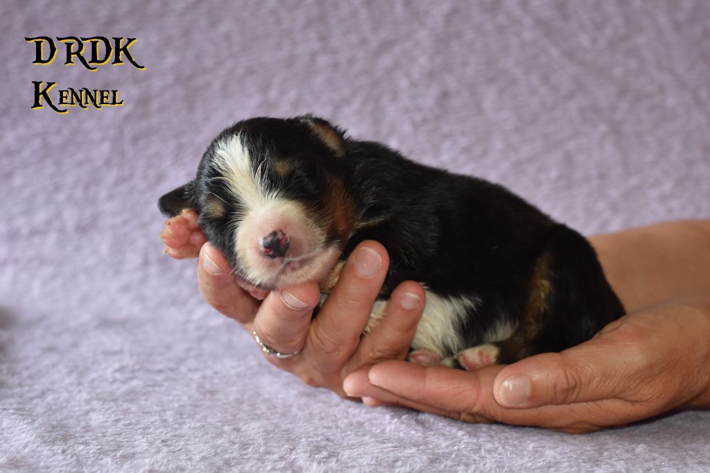 Du Royaume Des Khaleesis - Chiots disponibles - Berger Australien