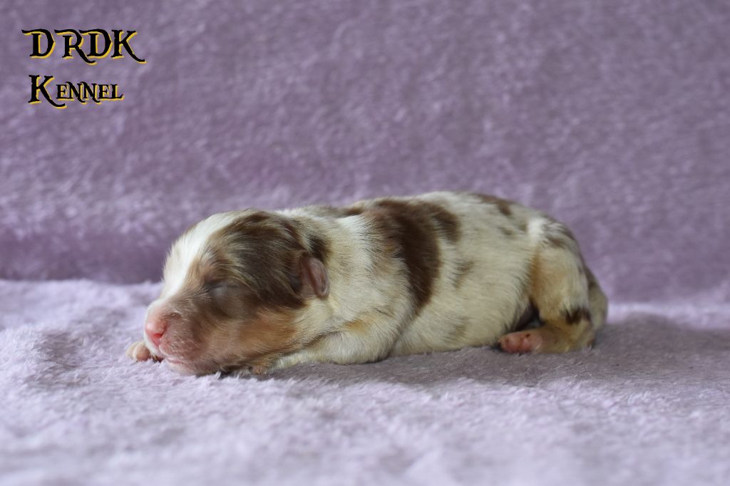 Du Royaume Des Khaleesis - Chiots disponibles - Berger Australien