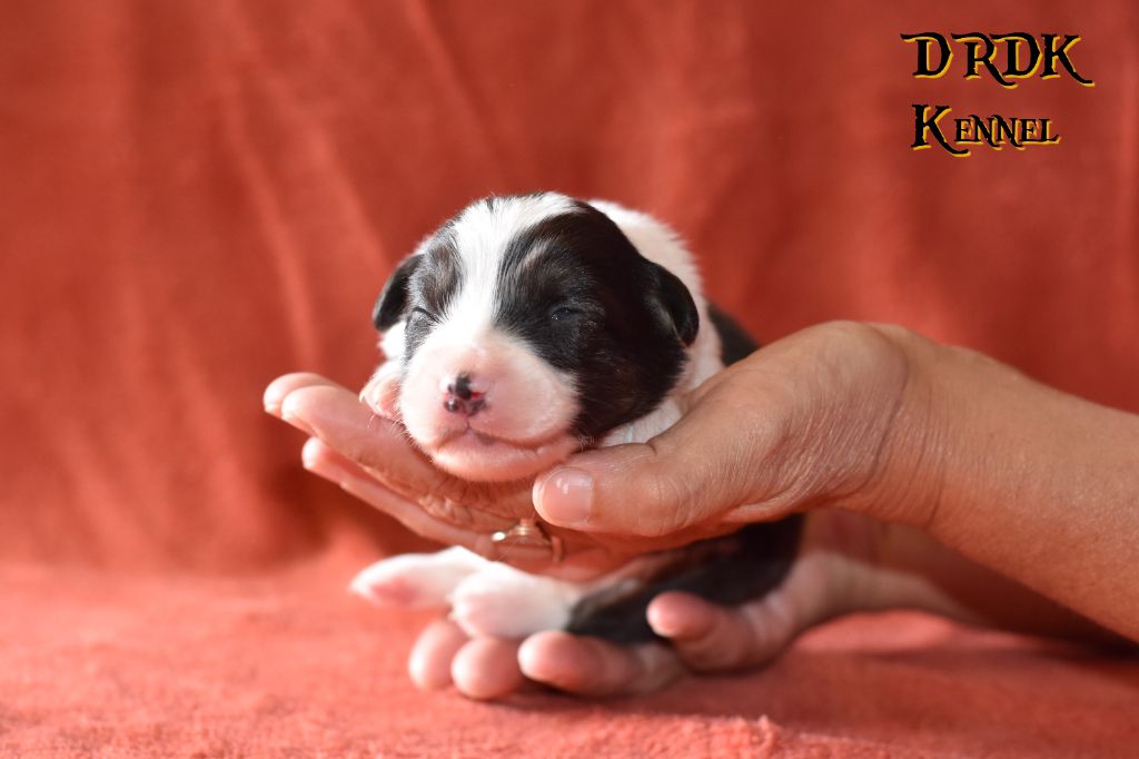 Du Royaume Des Khaleesis - Chiots disponibles - Berger Australien