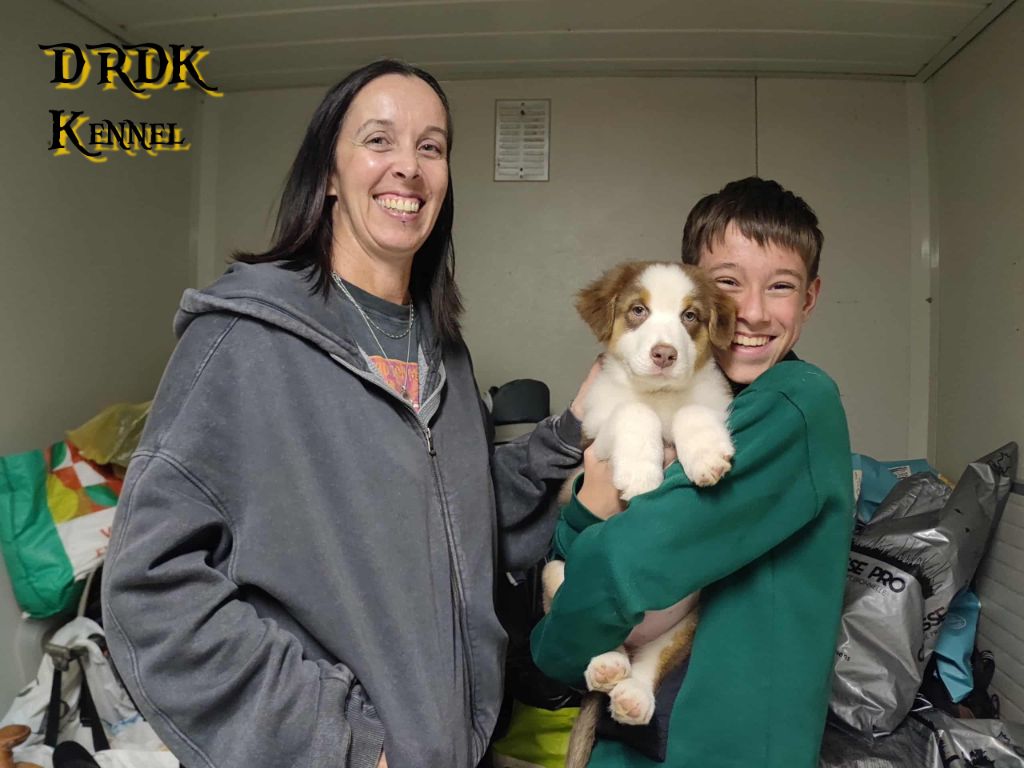 Du Royaume Des Khaleesis - Berger Australien - Portée née le 08/08/2025