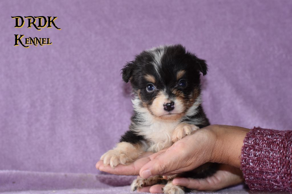 Du Royaume Des Khaleesis - Chiots disponibles - Berger Australien