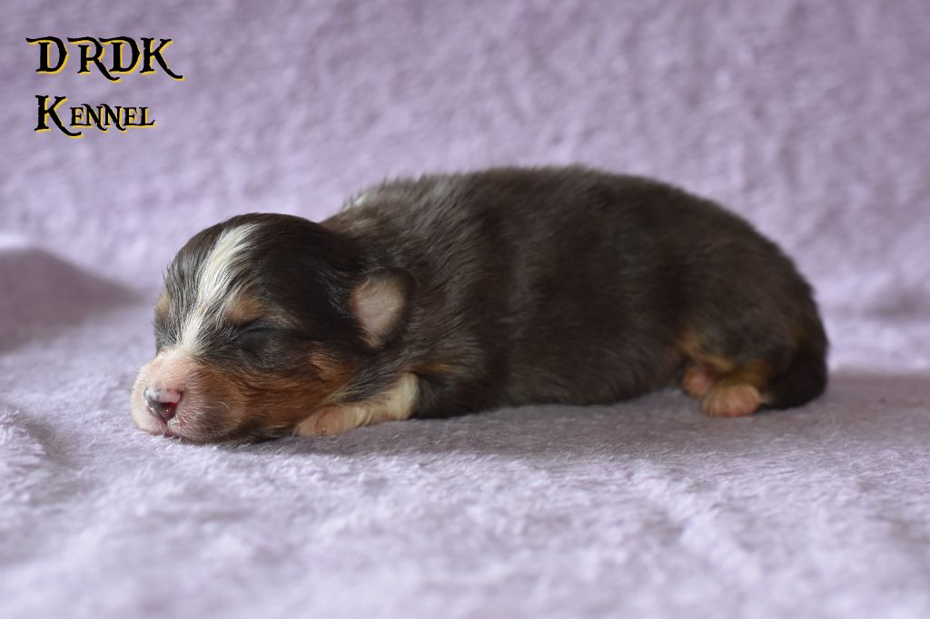 Du Royaume Des Khaleesis - Chiots disponibles - Berger Australien