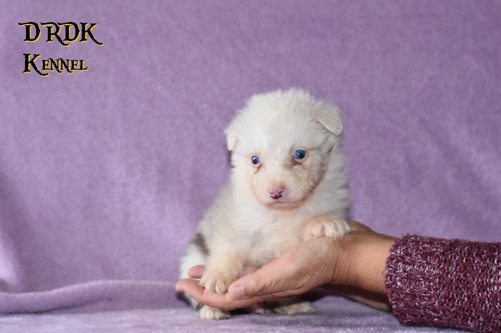Du Royaume Des Khaleesis - Chiots disponibles - Berger Australien