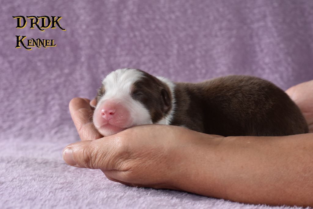 Du Royaume Des Khaleesis - Chiots disponibles - Berger Australien