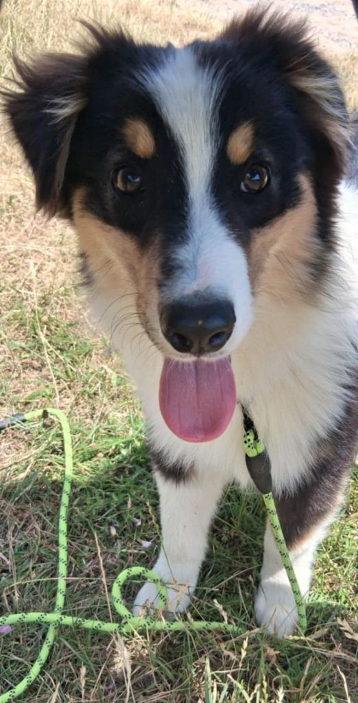 Du Royaume Des Khaleesis - Chiots disponibles - Berger Australien