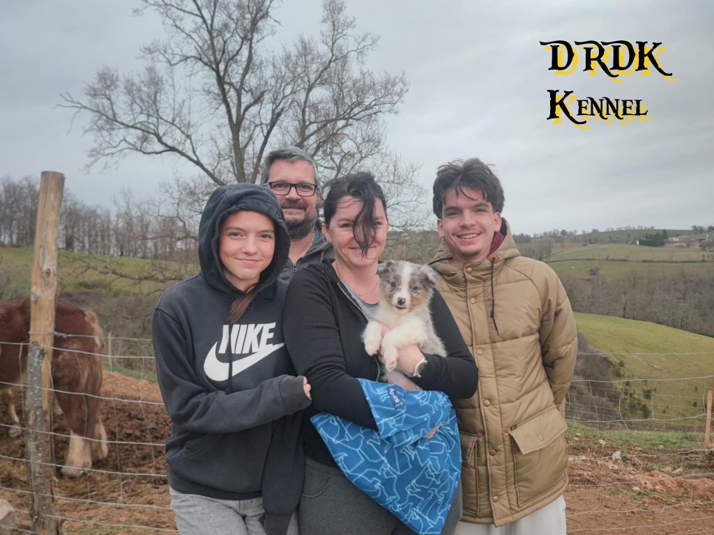 Du Royaume Des Khaleesis - Berger Australien - Portée née le 24/11/2024