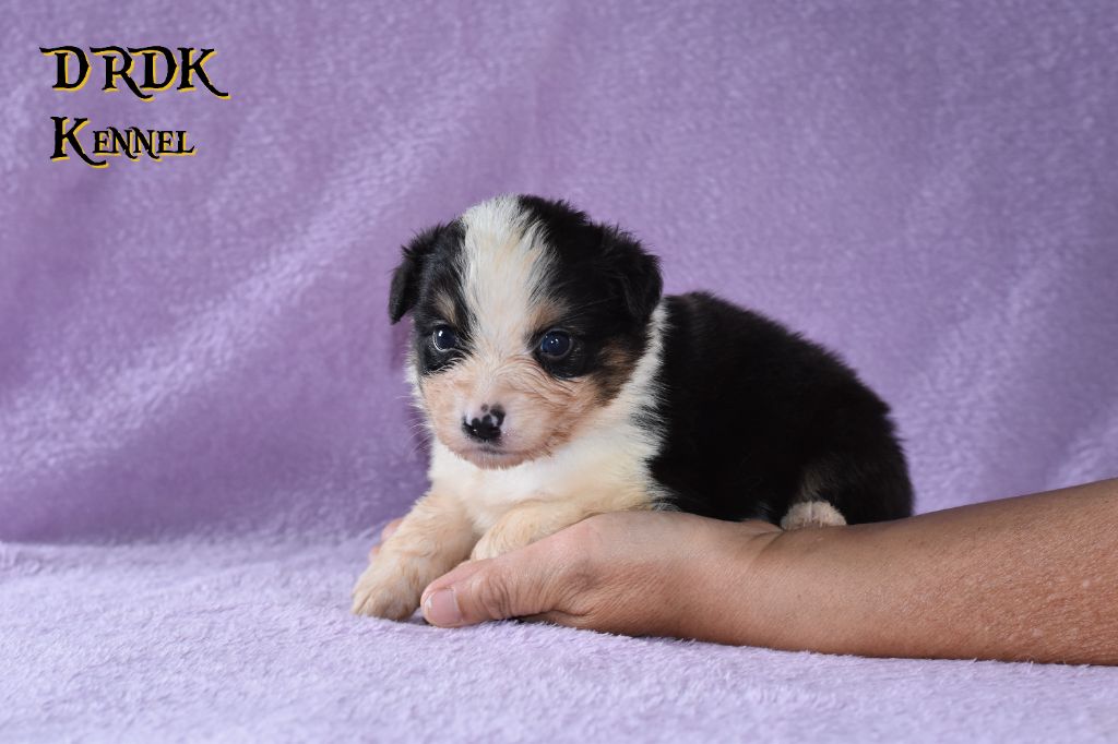 Du Royaume Des Khaleesis - Chiots disponibles - Berger Australien