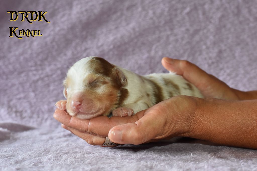 Du Royaume Des Khaleesis - Chiots disponibles - Berger Australien