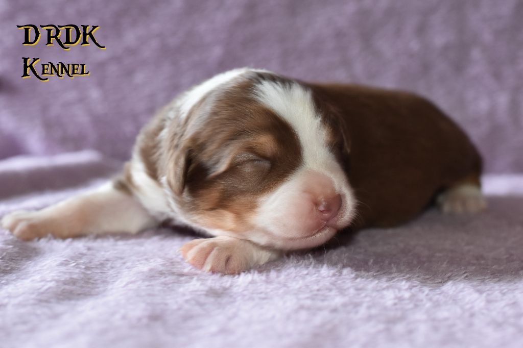 Du Royaume Des Khaleesis - Chiots disponibles - Berger Australien
