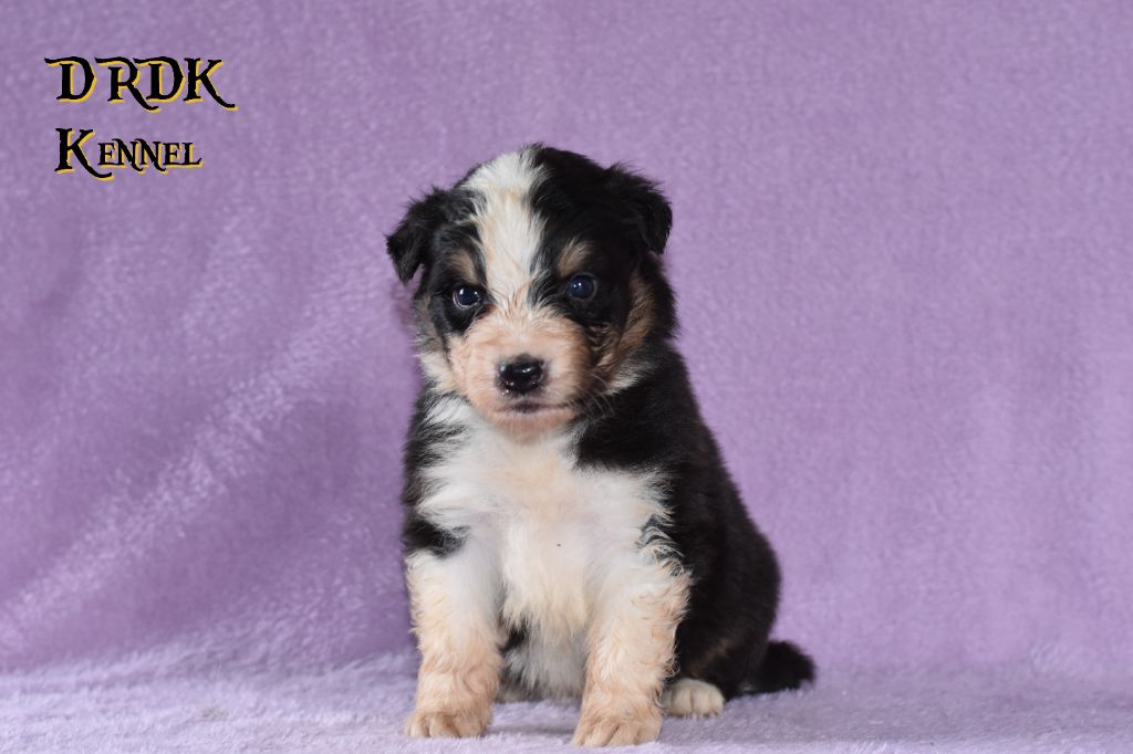 Du Royaume Des Khaleesis - Chiots disponibles - Berger Australien
